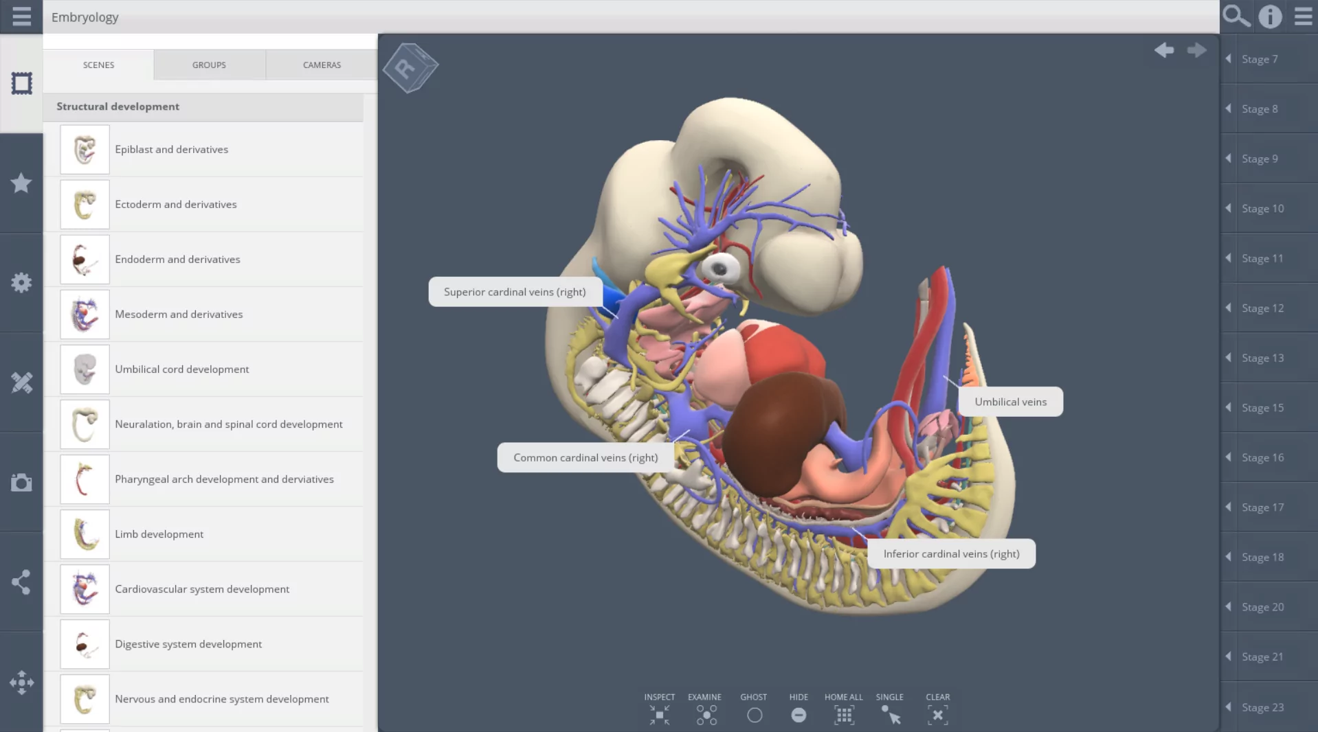 A Dream Realized: 3D Real-Time Embryology is Here!